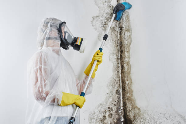 Best Black Mold Removal  in USA